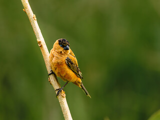 Sporophila bouvreuil