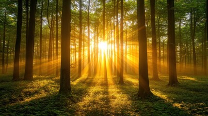 Fototapeta premium Golden Sunrise Rays Illuminate Misty Forest Trees