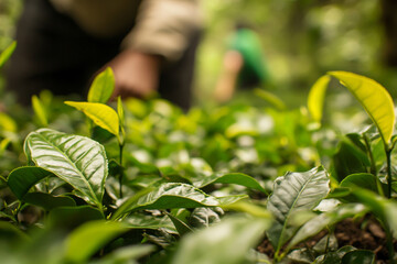 Obraz premium Photograph of a close-up view of tea leaves growing in the forest, with an out-of-focus person picking them from among other plants.