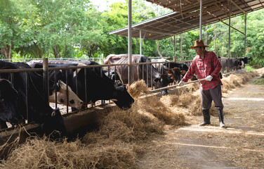 Obraz premium Elderly Asian male farm worker working on a livestock farm.