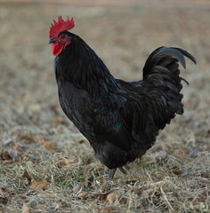 Australorp chicken rooster that is free ranging