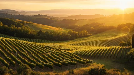 Poster Sunrise over Tuscany vineyards  scenic landscape  tranquil morning  perfect for travel, nature, or tourism brochures
