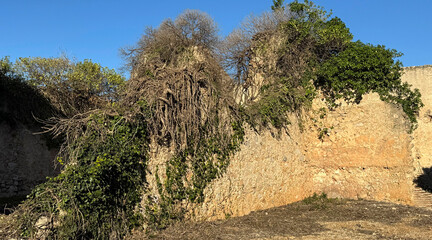 An ancient stone wall, partially crumbled and covered in thick ivy and dry branches, set against a bright blue sky.
