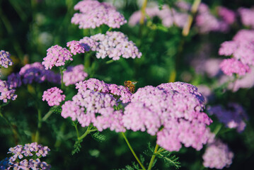 Pink Yarrow (Achillea millefolium) Flowering with a bee is sucking nectar from the flower in sunny day.