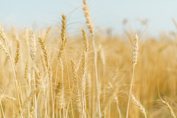 Fototapeta premium Barley in the golden yellow farm