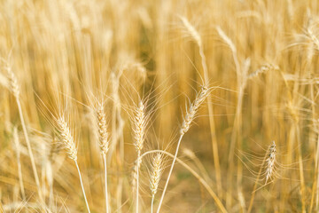 Barley in the golden yellow farm