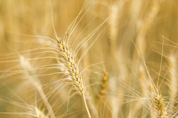 Obraz premium Barley in the golden yellow farm