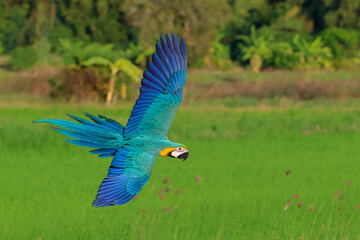 Colorful Blue and Gold Macaw parrot flying on the rice fields. Free flying bird