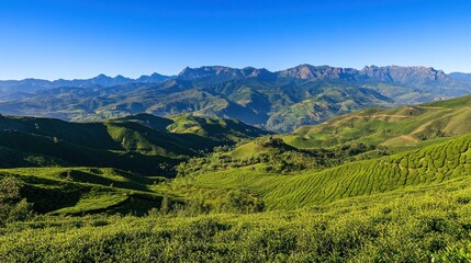 Naklejka premium Verdant Tea Plantations Nestled Among Majestic Mountains