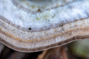 close up of Trametes sp. mushroom
