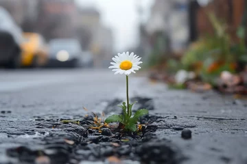 Gardinen Lonely daisy flower growing on asphalt road in the city center © Gatherina