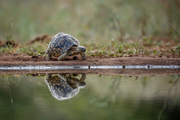 Leopard tortoise walking to waterhole front view in greater Kruger national park, South Africa ; Specie Stigmochelys pardalis family of Testudinidae