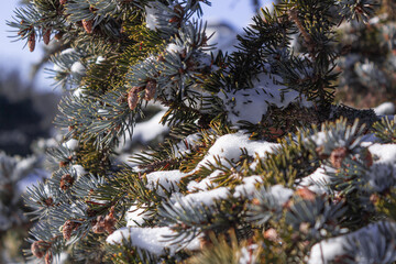 Blue spruce with snow on the branches