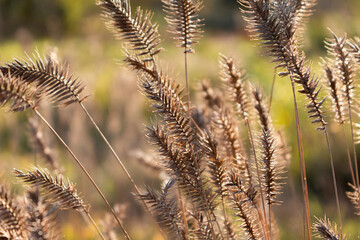 Dry spikelets on an yellow-green background