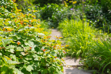 Green plants in the botanical garden