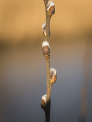 Spring is in the air, the trees are sprouting