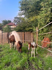 baby pinto paint filly foal
