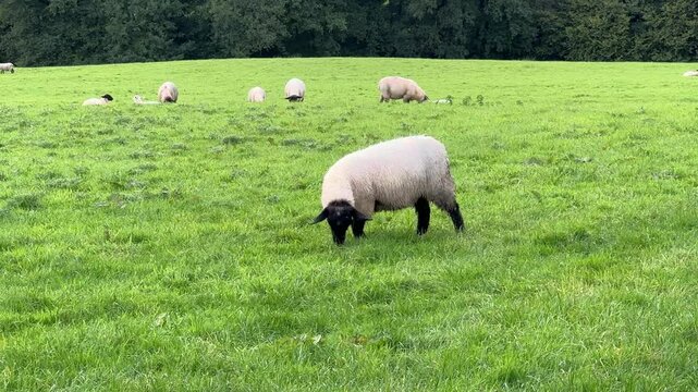 sheep grazing in a field eating grass