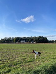 baby pinto paint filly foal
