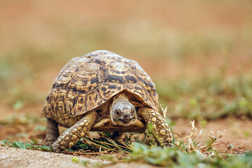 Leopard tortoise  walking front view in greater Kruger national park, South Africa ; Specie Stigmochelys pardalis family of Testudinidae