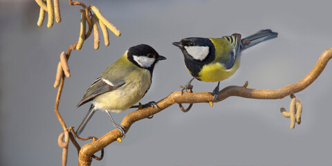 Kohlmeise (Parus major) zwei Kohlmeisen auf Haselnusszweig, Panorama 