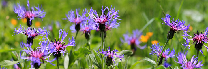 Berg-Flockenblume (Cyanus montanus) Pflanze mit vielen blauen Blüten, Panorama 