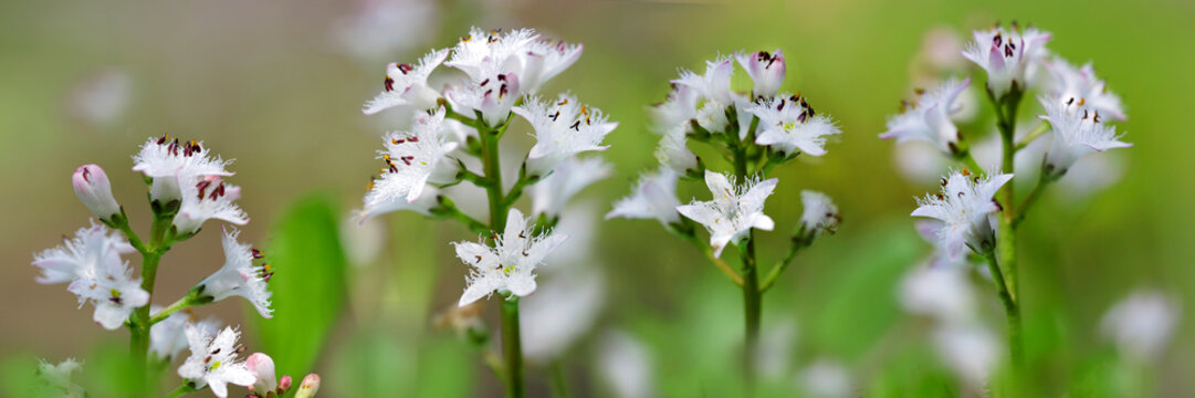 Fieberklee oder Bitterklee (Menyanthes trifoliata) Pflanze mit wei&szlig;en Bl&uuml;ten, Panorama 