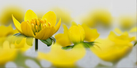 Winterlinge (Eranthis) Pflanze mit gelben Blüten, Panorama 