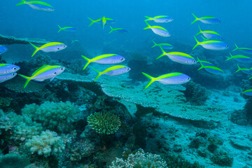 Mozambique, Cabo Delgado, Matemo Island, Yellow Blueback Fusilier (Caesio teres), Blue and Gold Fusilier, Yellow-tail Fusilier