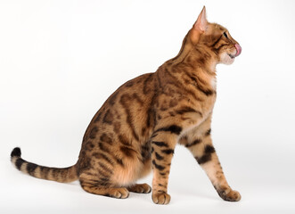 Full length Bengal cat licking lips.