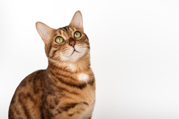 Studio portrait of young bengal cat looking away on white background.