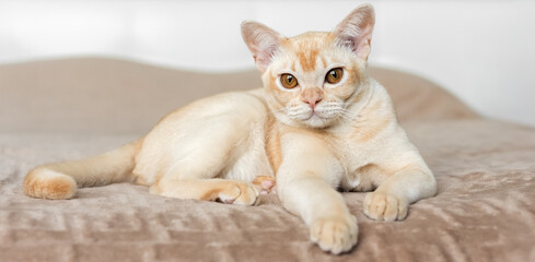 The cat lies on the bed.