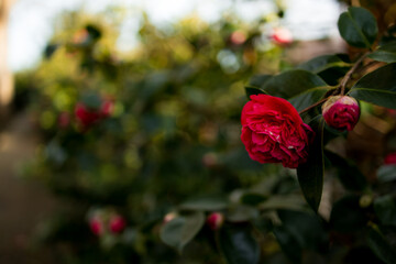 Vibrant red camellia blooms in lush green garden settings