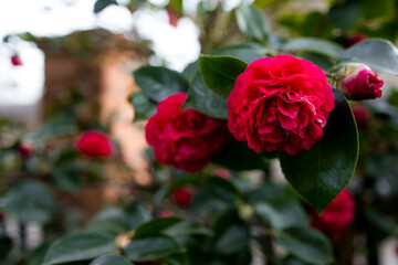 Vibrant red camellia Debbie flowers in full bloom among lush green leaves