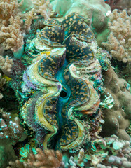 Mozambique, Cabo Delgado, Matemo Island, Small Giant Clam, Maxima Clam (Tridacna maxima)