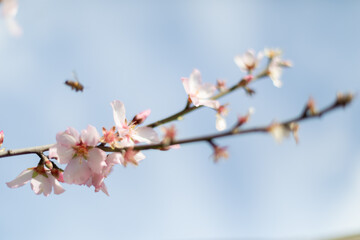 Fototapeta premium Almond blossom