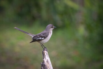 A northern mockingbird perched on a branch with a blurred green background.