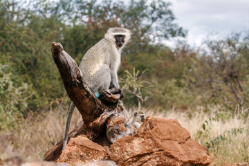 Vervet monkey in Greater Kruger National park, South Africa