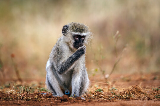 Vervet monkey eating seeds seated on a log in greater Kruger National park, South Africa ; Specie Chlorocebus pygerythrus family of Cercopithecidae