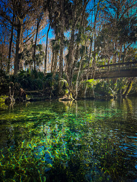 Landscape at Silver Springs State Park in Ocala, FL