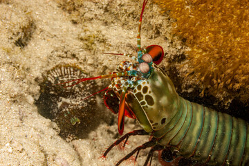 Tanzania, Zanzibar, Underwater, Mantis Shrimp (Odontodactylus scyllarus)