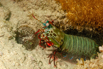 Tanzania, Zanzibar, Underwater, Mantis Shrimp (Odontodactylus scyllarus)