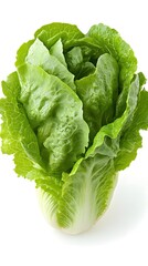 Fototapeta premium Fresh Romaine Lettuce Head on White Backdrop Perfect for Healthy Eating and Salad Preparation