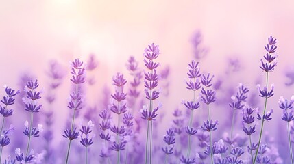 Obraz premium Lavender Flowers Bloom in Soft Sunlight