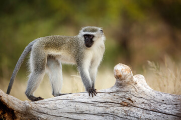 Vervet monkey standing on a log  in greater Kruger National park, South Africa ; Specie Chlorocebus pygerythrus family of Cercopithecidae