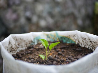 The plants planted in white polybags