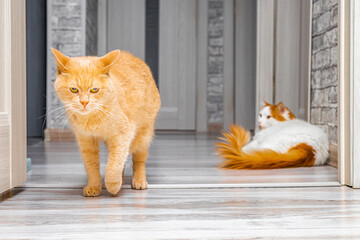 a cat with an aggressive look walks around the room. two cats in the house. emotions in cats....