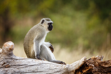 Vervet monkey seated on a log in greater Kruger National park, South Africa ; Specie Chlorocebus...
