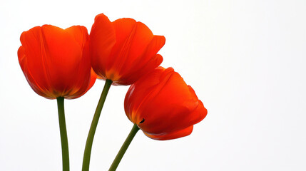 Obraz premium Bright red tulips with green stems against light background
