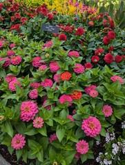 Beautiful Landmark Sunrise Rose Lantana in Full Bloom at the Garden.